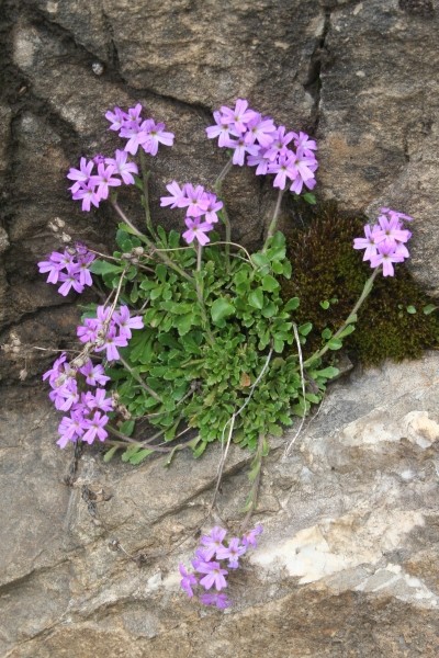 Pflanzenbild gross Leberbalsam - Erinus alpinus