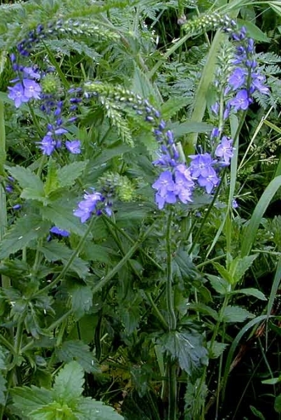 Pflanzenbild gross Grosser Ehrenpreis - Veronica teucrium