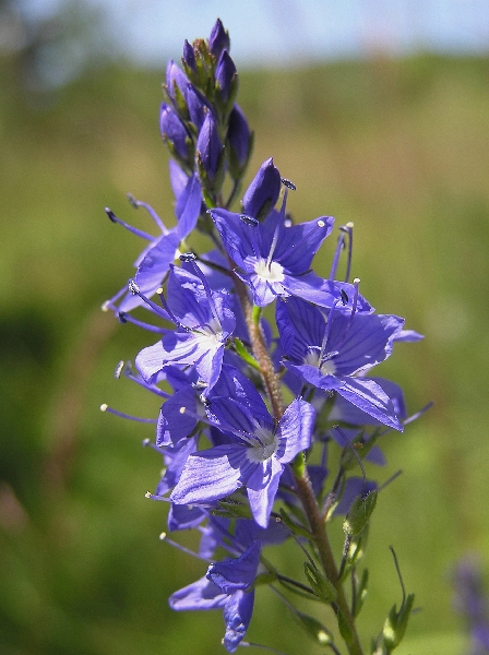 Pflanzenbild gross Grosser Ehrenpreis - Veronica teucrium