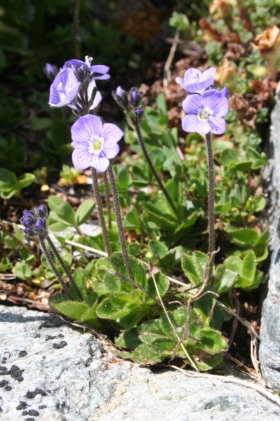 Pflanzenbild gross Blattloser Ehrenpreis - Veronica aphylla
