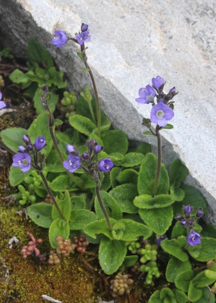 Pflanzenbild gross Blattloser Ehrenpreis - Veronica aphylla