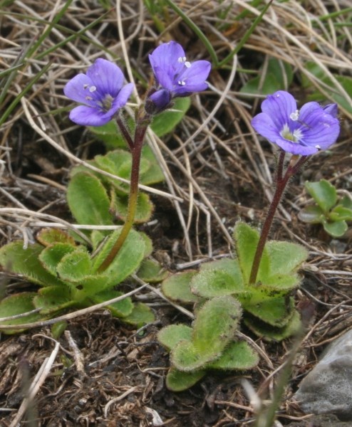 Pflanzenbild gross Blattloser Ehrenpreis - Veronica aphylla