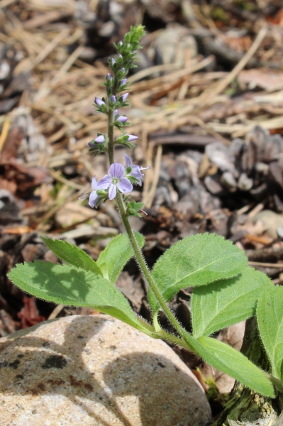 Pflanzenbild gross Echter Ehrenpreis - Veronica officinalis