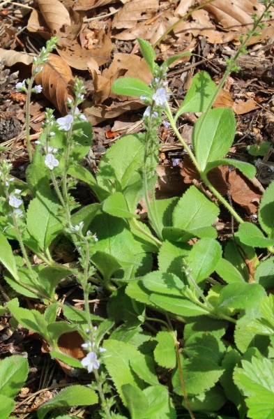 Pflanzenbild gross Echter Ehrenpreis - Veronica officinalis
