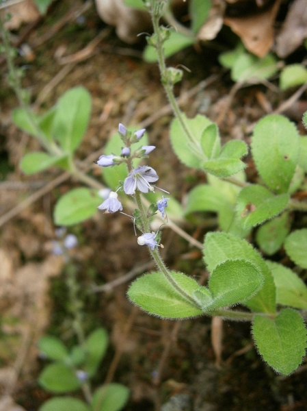 Pflanzenbild gross Echter Ehrenpreis - Veronica officinalis