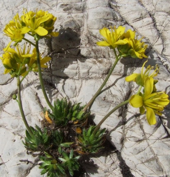 Pflanzenbild gross Immergrünes Felsenblümchen - Draba aizoides