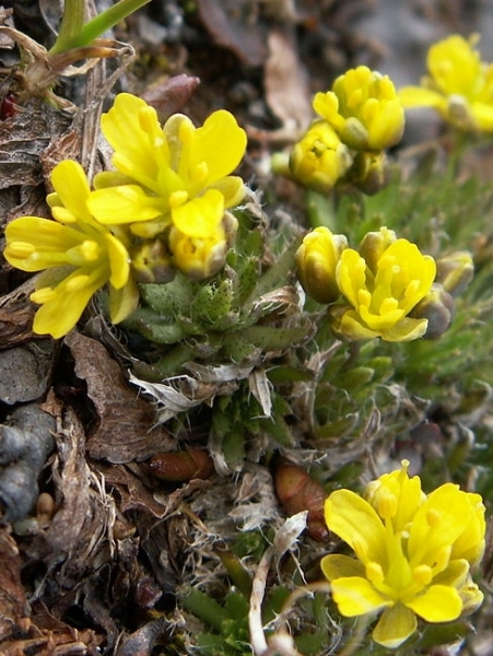 Pflanzenbild gross Immergrünes Felsenblümchen - Draba aizoides