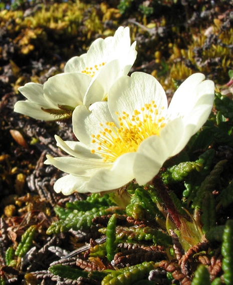 Pflanzenbild gross Silberwurz - Dryas octopetala