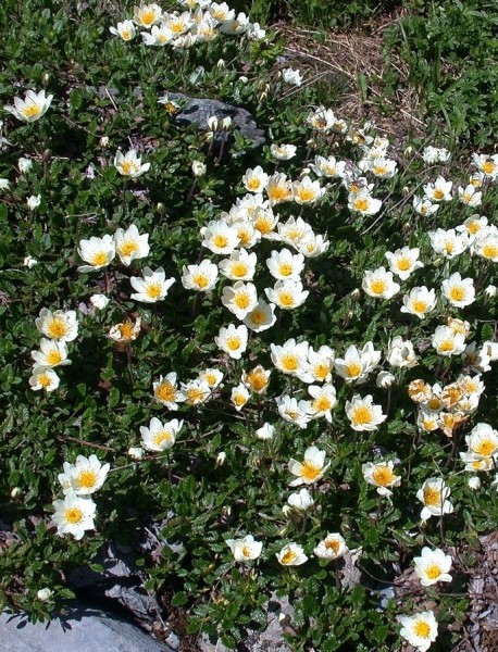 Pflanzenbild gross Silberwurz - Dryas octopetala