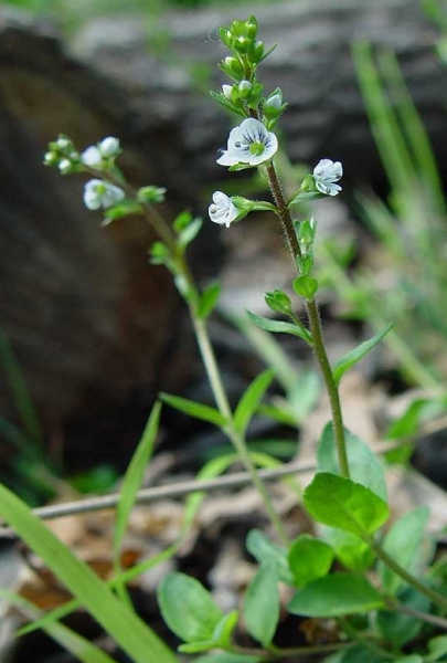 Pflanzenbild gross Gewöhnlicher Thymian-Ehrenpreis - Veronica serpyllifolia subsp. serpyllifolia