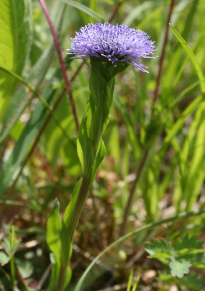 Pflanzenbild gross Gemeine Kugelblume - Globularia bisnagarica