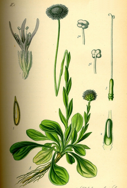 Pflanzenbild gross Gemeine Kugelblume - Globularia bisnagarica
