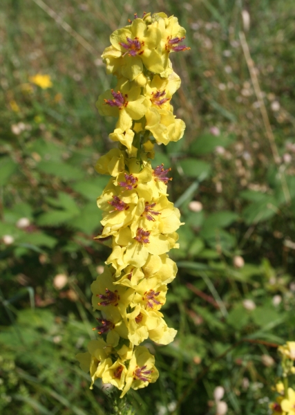 Pflanzenbild gross Dunkle Königskerze - Verbascum nigrum