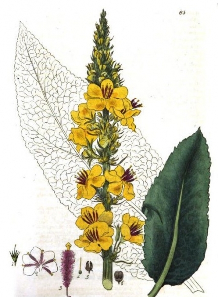 Pflanzenbild gross Dunkle Königskerze - Verbascum nigrum
