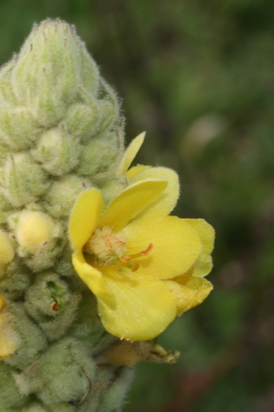 Pflanzenbild gross Kleinblütige Königskerze - Verbascum thapsus