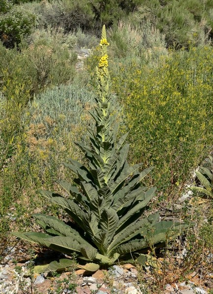 Pflanzenbild gross Kleinblütige Königskerze - Verbascum thapsus