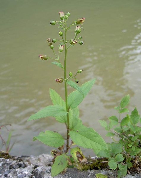 Pflanzenbild gross Knotige Braunwurz - Scrophularia nodosa