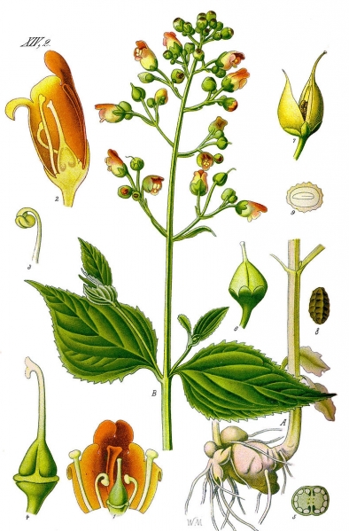 Pflanzenbild gross Knotige Braunwurz - Scrophularia nodosa