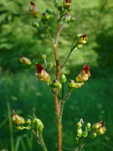 Pflanzenbild gross Knotige Braunwurz - Scrophularia nodosa