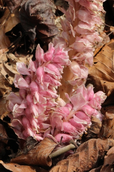 Pflanzenbild gross Schuppenwurz - Lathraea squamaria