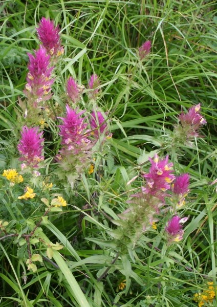 Pflanzenbild gross Acker-Wachtelweizen - Melampyrum arvense