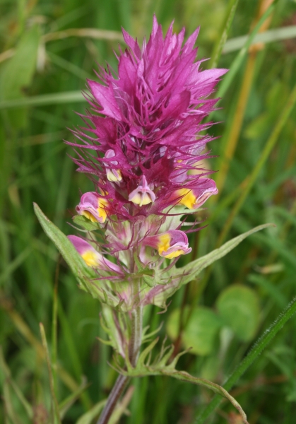 Pflanzenbild gross Acker-Wachtelweizen - Melampyrum arvense