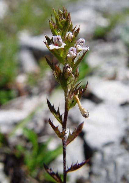 Pflanzenbild gross Salzburger Augentrost - Euphrasia salisburgensis