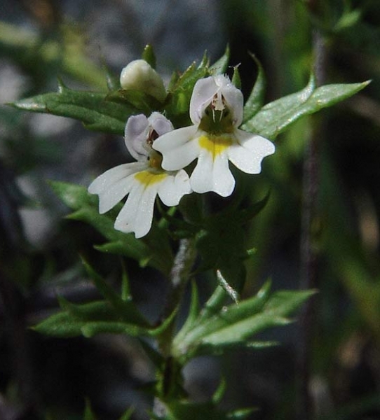 Pflanzenbild gross Salzburger Augentrost - Euphrasia salisburgensis