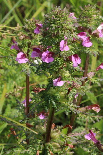 Pflanzenbild gross Sumpf-Läusekraut - Pedicularis palustris