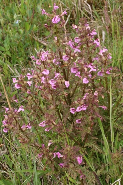 Pflanzenbild gross Sumpf-Läusekraut - Pedicularis palustris