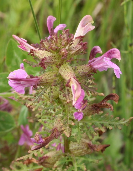 Pflanzenbild gross Sumpf-Läusekraut - Pedicularis palustris