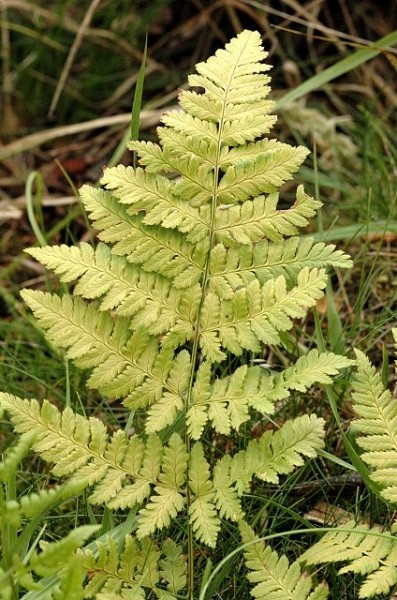 Pflanzenbild gross Dorniger Wurmfarn - Dryopteris carthusiana