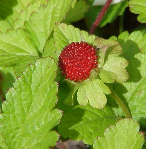 Pflanzenbild gross Scheinerdbeere - Duchesnea indica