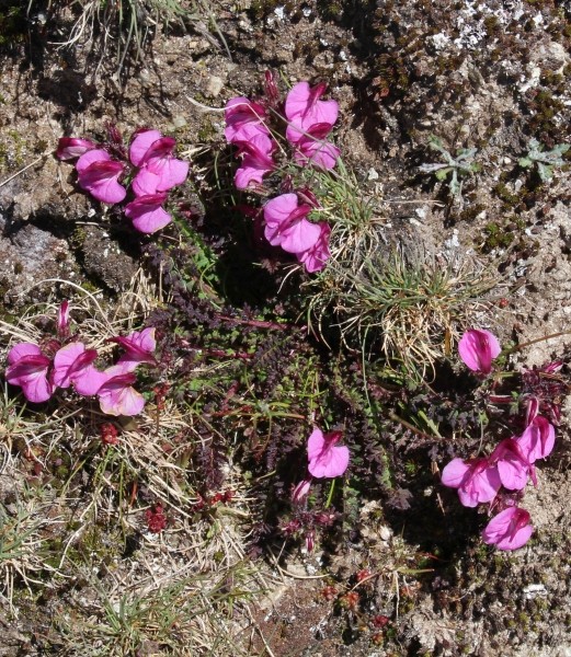 Pflanzenbild gross Kerners Läusekraut - Pedicularis kerneri