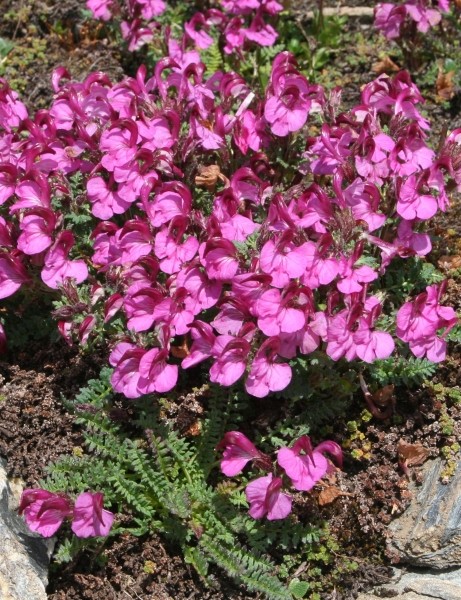 Pflanzenbild gross Kerners Läusekraut - Pedicularis kerneri