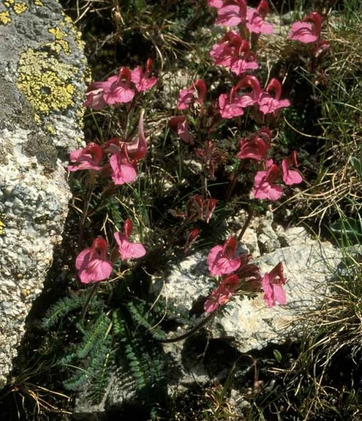 Pflanzenbild gross Kerners Läusekraut - Pedicularis kerneri