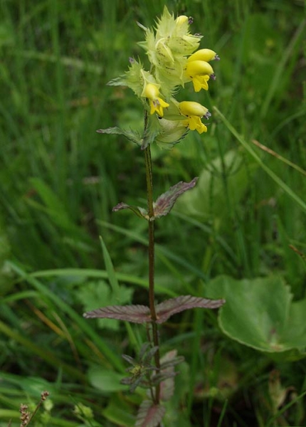 Pflanzenbild gross Grannen-Klappertopf - Rhinanthus glacialis