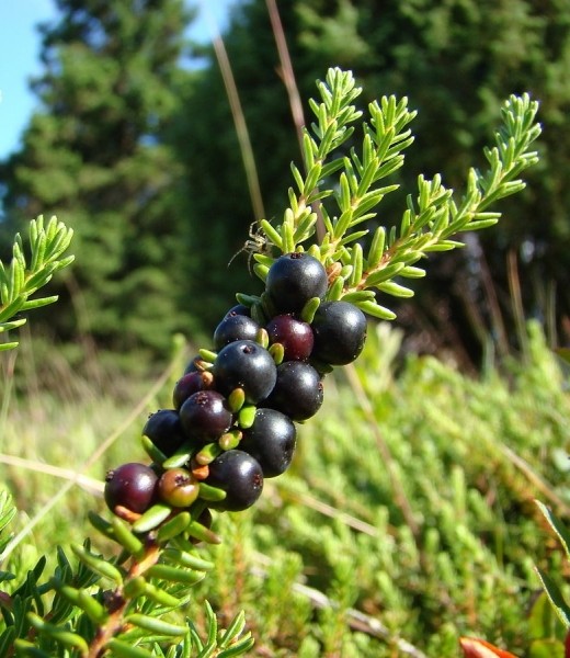 Pflanzenbild gross Zwittrige Krähenbeere - Empetrum nigrum subsp. hermaphroditum