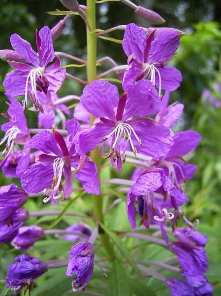Pflanzenbild gross Wald-Weidenröschen - Epilobium angustifolium