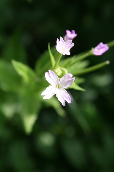 Pflanzenbild gross Berg-Weidenröschen - Epilobium montanum