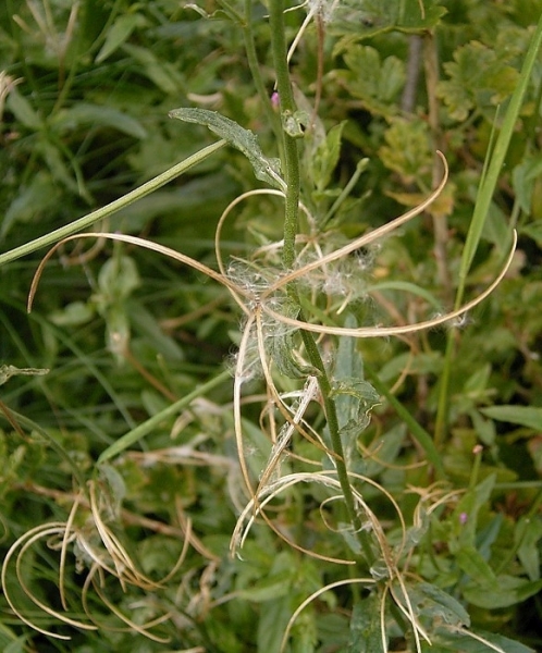 Pflanzenbild gross Berg-Weidenröschen - Epilobium montanum