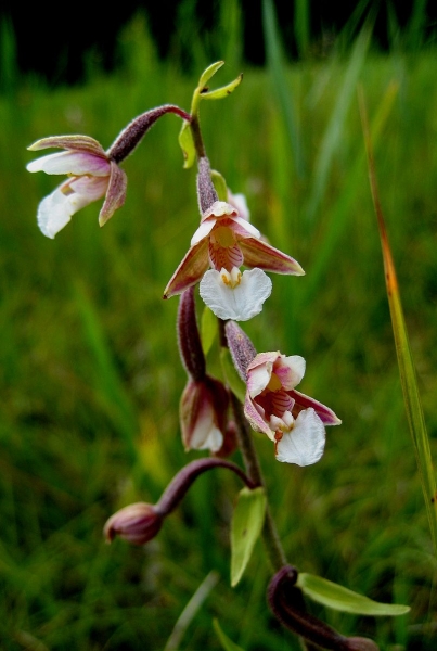 Pflanzenbild gross Sumpf-Stendelwurz - Epipactis palustris