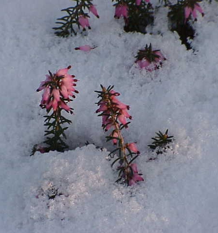 Pflanzenbild gross Schneeheide - Erica carnea
