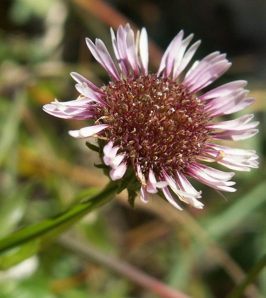 Pflanzenbild gross Alpen-Berufkraut - Erigeron alpinus