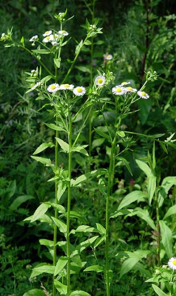 Pflanzenbild gross Einjähriges Berufkraut - Erigeron annuus