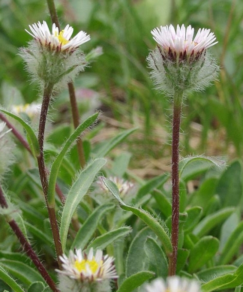 Pflanzenbild gross Einköpfiges Berufkraut - Erigeron uniflorus