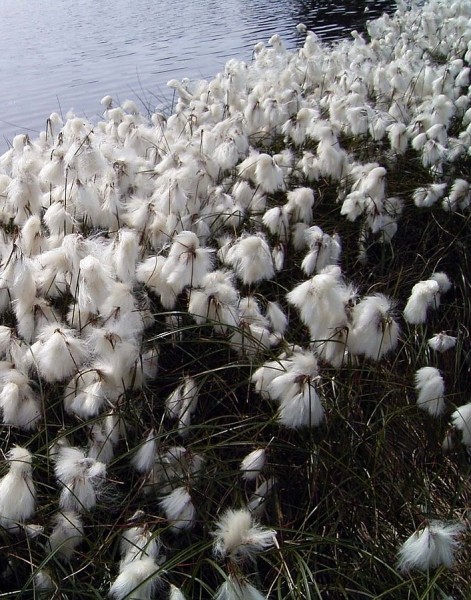 Pflanzenbild gross Schmalblättriges Wollgras - Eriophorum angustifolium