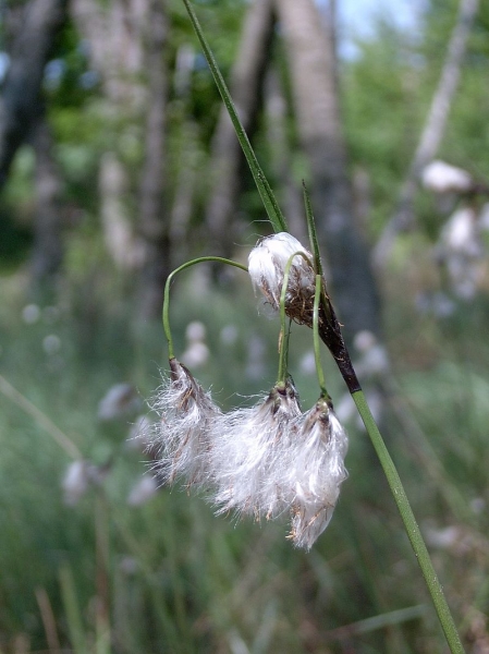 Pflanzenbild gross Schmalblättriges Wollgras - Eriophorum angustifolium