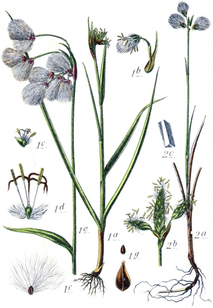 Pflanzenbild gross Breitblättriges Wollgras - Eriophorum latifolium