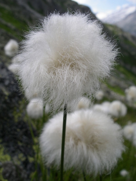 Pflanzenbild gross Scheuchzers Wollgras - Eriophorum scheuchzeri